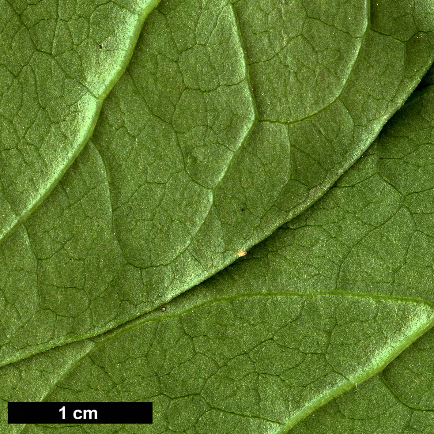High resolution image: Family: Oleaceae - Genus: Syringa - Taxon: reticulata - SpeciesSub: subsp. amurensis